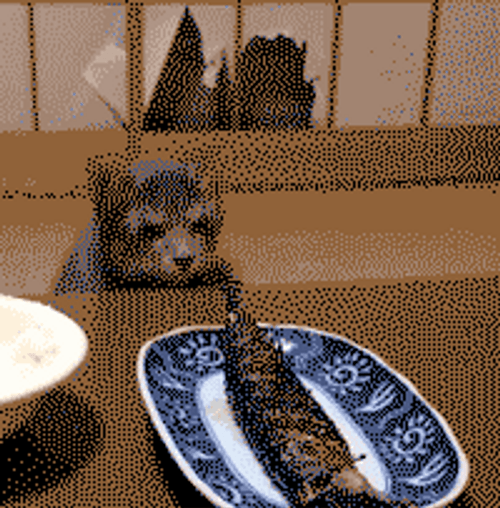 Kitten Wants To Steal GIF