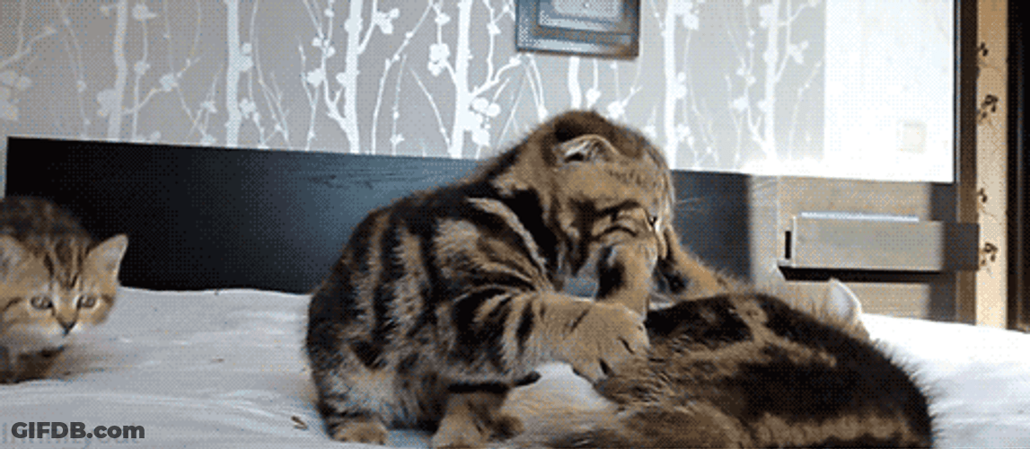 Kitten Wants To Stop Recording Cat Fight GIF