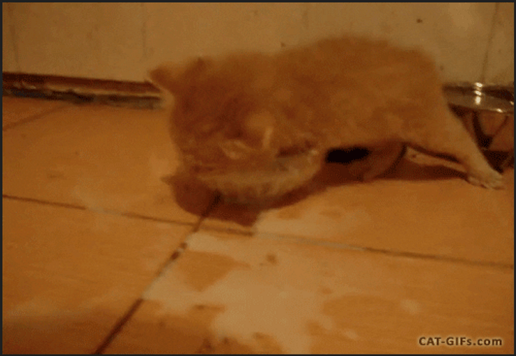 Kitten Wasting Milk GIF