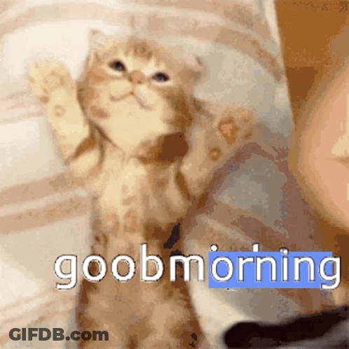 Kitten Waving Paws Good Morning GIF
