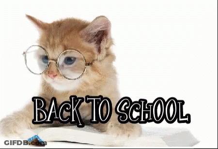 Kitten Wearing Glasses On Book GIF