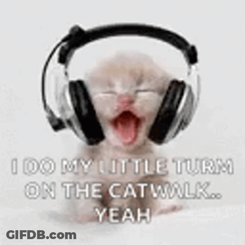 Kitten Wearing Headphones I Do My Little Turn On The Catwalk GIF