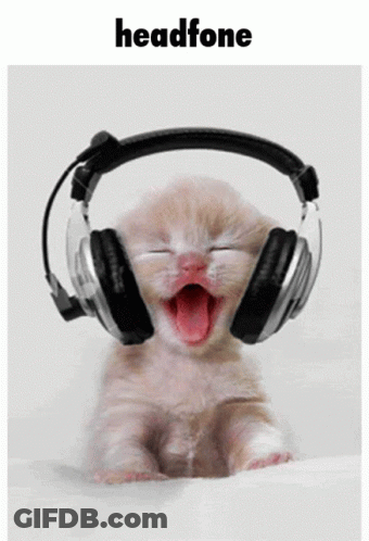 Kitten Wearing Headphones Saying Headphone GIF