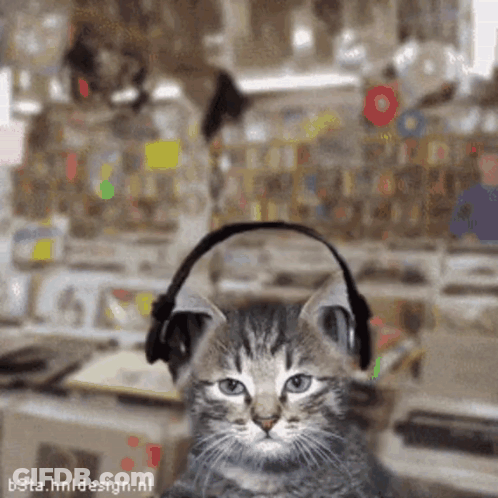 Kitten Wearing Headphones GIF