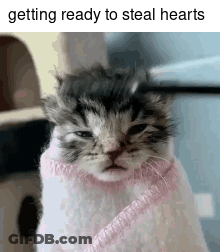 Kitten Wearing Pink Sweater And Pink Scarf Ready To Steal Hearts GIF