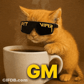 Kitten Wearing Pit Viper Sunglasses On Coffee Cup GIF