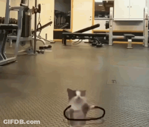 Kitten Wearing Stethoscope Walking GIF