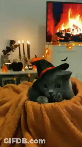 Kitten Wearing Witch Hat Laying On Blanket GIF