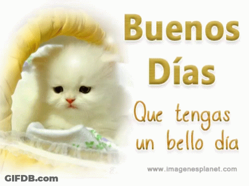 Kitten With Buenos Dias Que Tengas Un Bello Dia GIF