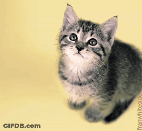 Kitten With Butterfly On Ear Saying Good Morning GIF