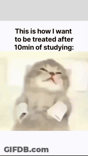 Kitten With Caption About Studying GIF