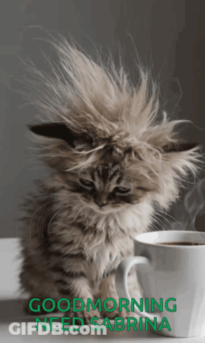 Kitten With Coffee Good Morning Sabrina GIF