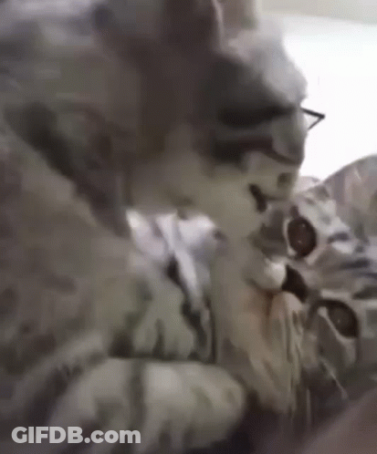 Kitten With Glasses GIF