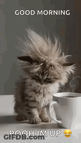 Kitten With Messy Haircut Beside Coffee GIF