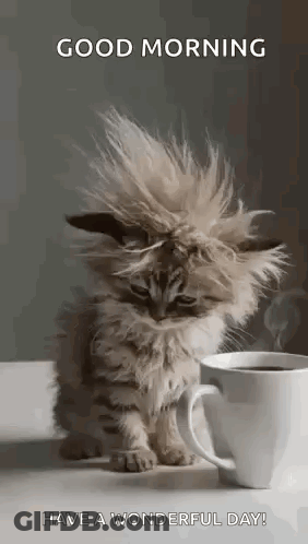Kitten With Messy Haircut Beside Coffee GIF