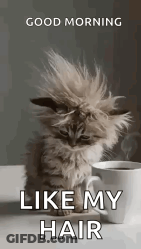 Kitten With Messy Haircut Next To Coffee GIF