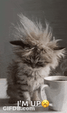 Kitten With Mohawk Next To Coffee Saying Im Up GIF
