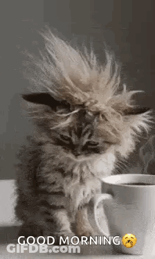 Kitten With Mohawk Next To Cup Of Coffee GIF
