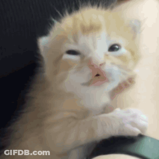Kitten With Open Mouth GIF