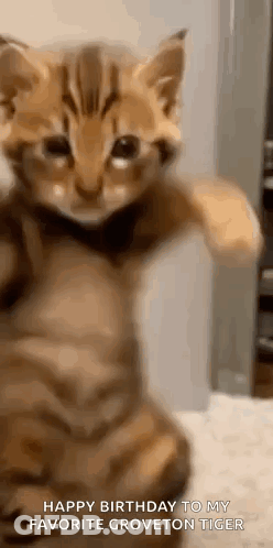 Kitten With Paws Up Happy Birthday GIF