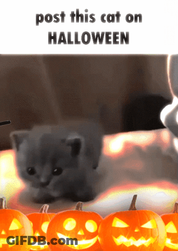 Kitten With Pumpkins Post This Cat On Halloween GIF