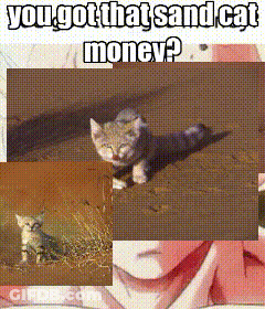 Kitten With Text You Got That Sand Cat Money GIF