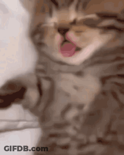 Kitten With Tongue Out GIF