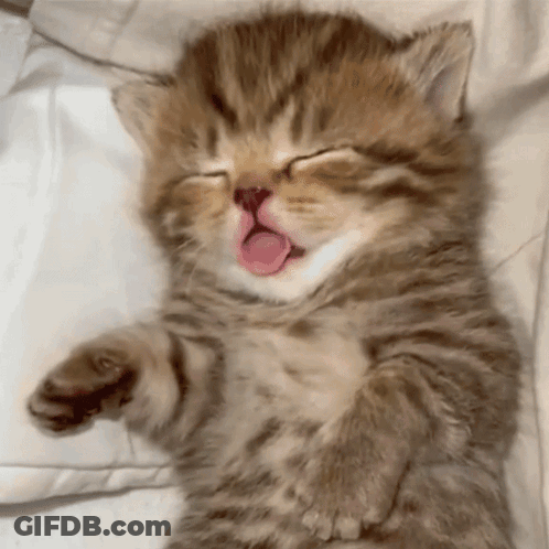Kitten With Tongue Out Sleeping On Pillow GIF