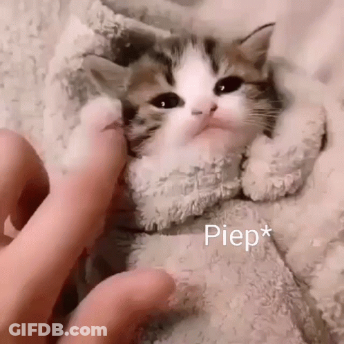 Kitten Wrapped In Blanket Being Petted GIF