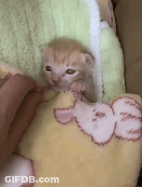 Kitten Wrapped In Blanket Looking GIF