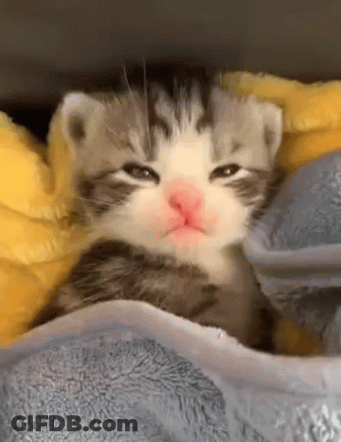 Kitten Wrapped In Blanket With Pink Nose GIF