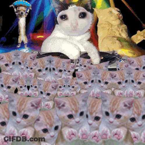 Kittens And Cat Collage With Dog GIF