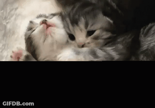 Kittens Cuddling Shhhh Let Me Hug U Mimi GIF