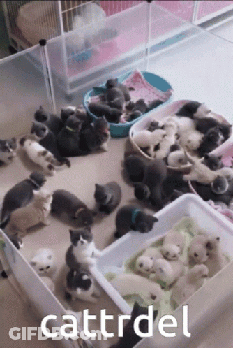Kittens In Cage Saying Cattrdl GIF