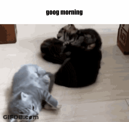 Kittens Laying On Floor Saying Goog Morning GIF