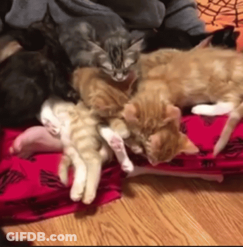 Kittens Laying On Pink Blanket GIF