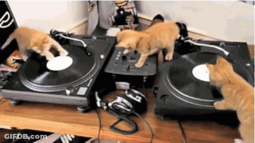 Kittens Playing Music On Turntable GIF