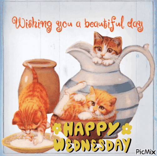 Kittens Playing On Cute Wednesday GIF