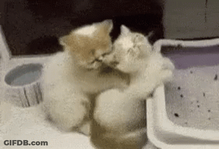 Kittens Sensual Massage GIF