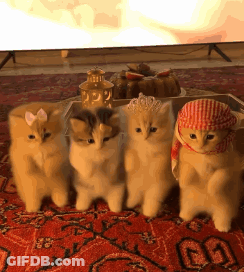 Kittens Sitting On Rug In Front Of Television GIF