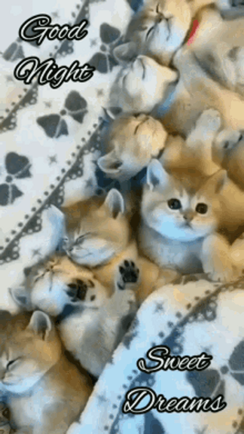Kittens Sleeping Sweet Dreaming GIF