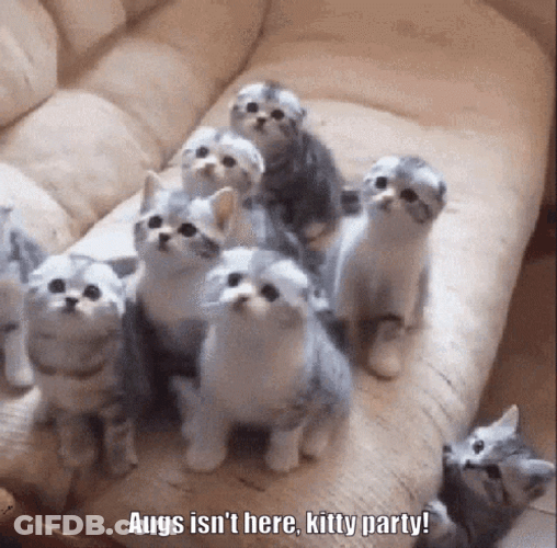 Kitty Cat Party Sync GIF