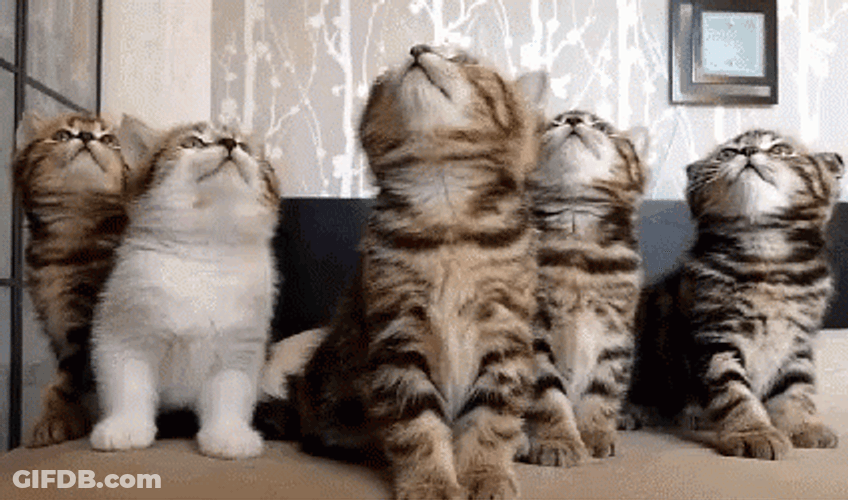 Kitty Dream Team GIF