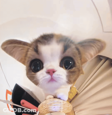 Kitty Head Shake Kitty Big Head GIF