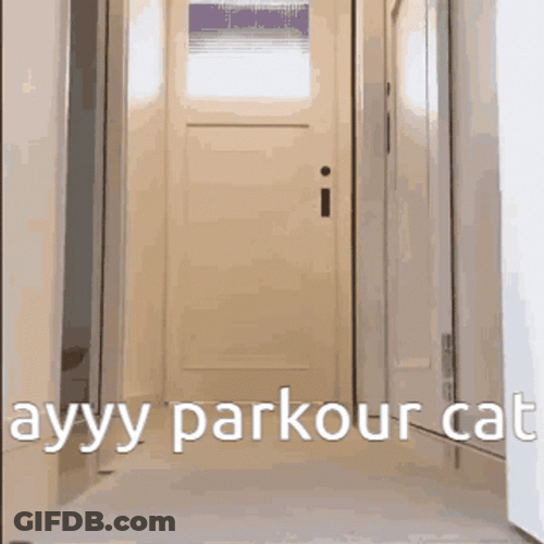 Kitty House Parkour GIF
