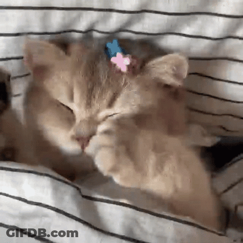 Kitty Just Waking Up GIF
