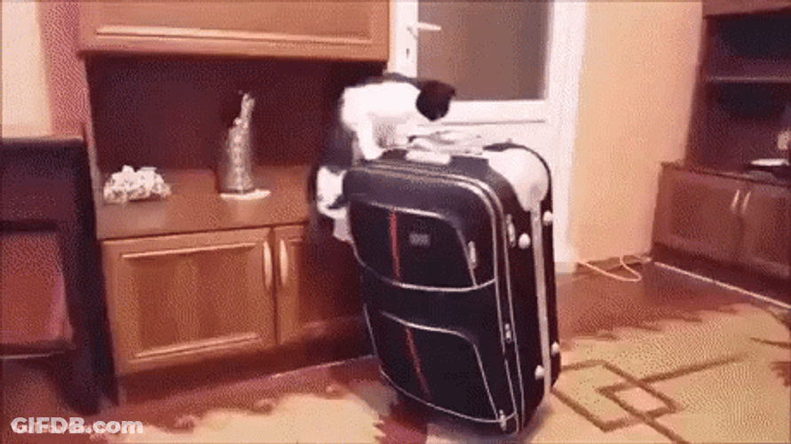 Kitty Kind Of Parkour GIF