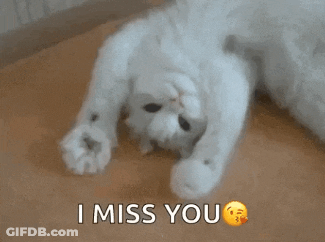 Kitty Kitten GIF
