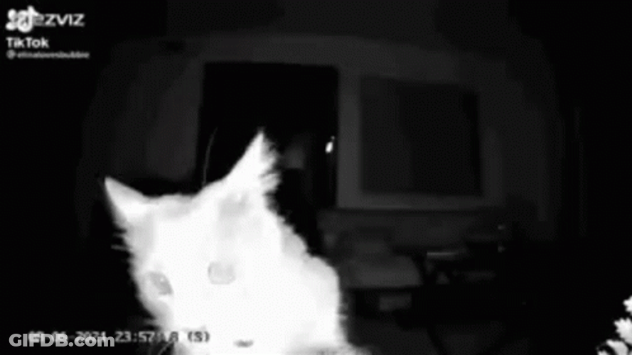 Kitty On Cam Sniff GIF