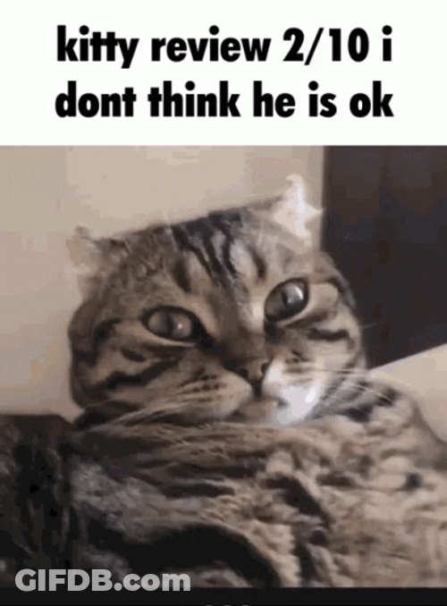 Kitty Review 2/10 Don't Think He Is Ok GIF